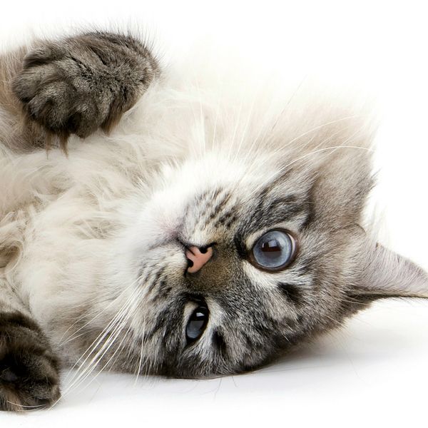 Produktbild: Katzen / Cats 2027