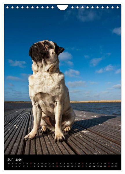 Produktbild: Das Mops-Jahr 2026 (Wandkalender 2026 DIN A4 hoch), CALVENDO Monatskalender