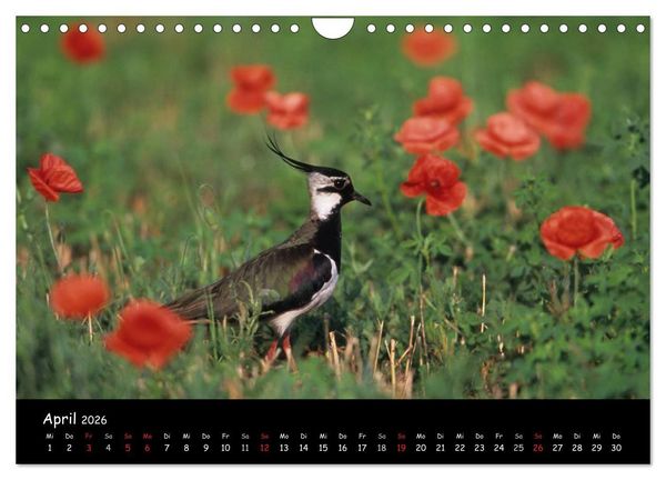 Produktbild: Naturjuwelen - Neusiedler See (Wandkalender 2026 DIN A4 quer), CALVENDO Monatskalender