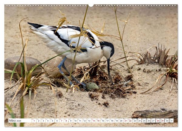 Produktbild: Sturmerprobt - V&ouml;gel an Nordfrieslands K&uuml;ste (hochwertiger Premium Wandkalender 2026 DIN A2 quer), Kunstdruck in Hochglanz