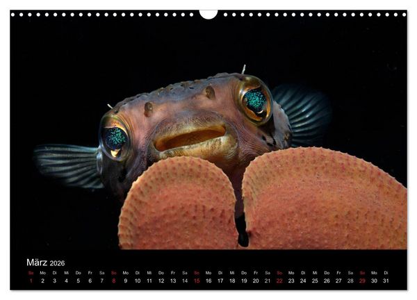 Produktbild: Unterwasser (Wandkalender 2026 DIN A3 quer), CALVENDO Monatskalender