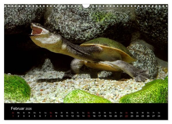 Produktbild: REPTILIEN IM TERRARIUM (Wandkalender 2026 DIN A3 quer), CALVENDO Monatskalender