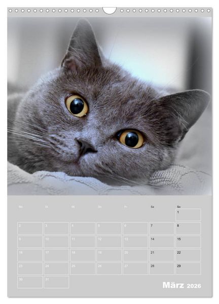 Produktbild: Graue Engel - Britischkurzhaar-Katzen (Wandkalender 2026 DIN A3 hoch), CALVENDO Monatskalender