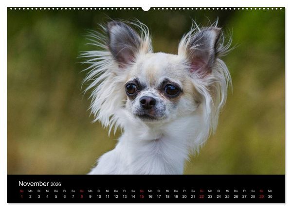 Produktbild: Chihuahua - Kleine Hunde ganz gro&szlig; (hochwertiger Premium Wandkalender 2026 DIN A2 quer), Kunstdruck in Hochglanz