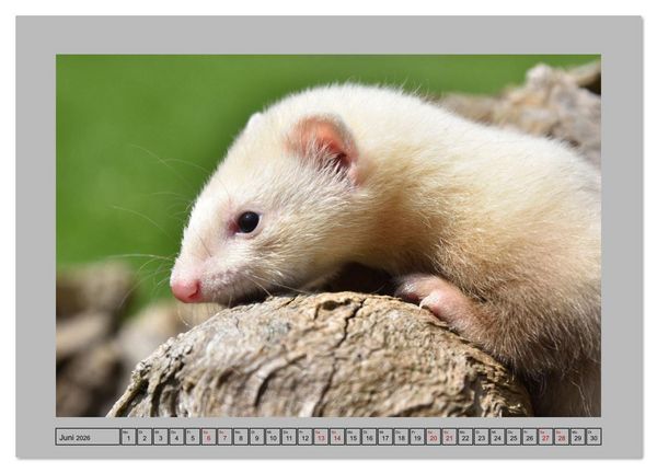 Produktbild: Frettchen - Freche Kobolde (Wandkalender 2026 DIN A3 quer), CALVENDO Monatskalender