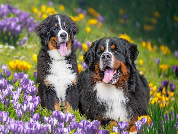 Produktbild: CALVENDO Puzzle Berner Sennenhunde - Endlich Fr&uuml;hling | 1000 Teile Lege-Gr&ouml;&szlig;e 64x48cm Foto-Puzzle f&uuml;r gl&uuml;ckliche Stunden