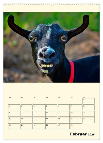 Produktbild: Lustig verr&uuml;ckt - der Tierkalender (hochwertiger Premium Wandkalender 2026 DIN A2 hoch), Kunstdruck in Hochglanz
