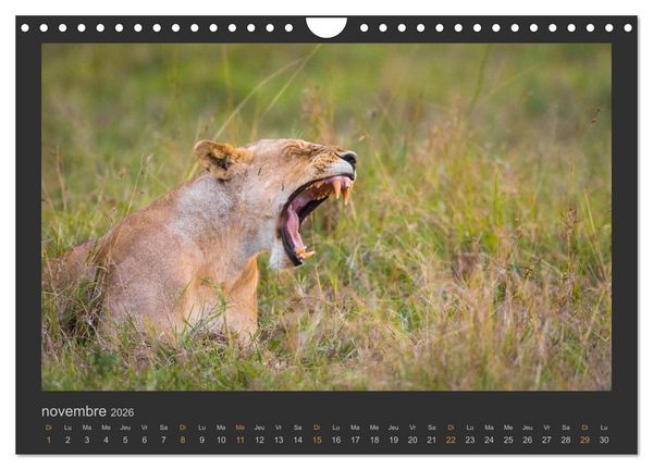Produktbild: Lions &ndash; Photographies de la faune (Calendrier mural 2026 DIN A4 vertical), CALVENDO calendrier mensuel