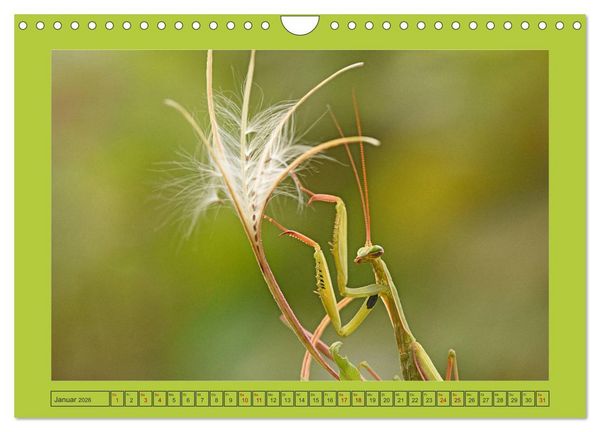 Produktbild: Die Gottesanbeterin Mantis Religiosa (Wandkalender 2026 DIN A4 quer), CALVENDO Monatskalender