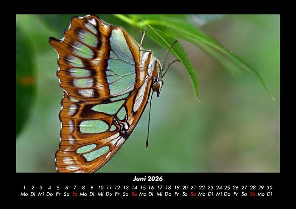 Produktbild: Bunte Pracht der Schmetterlinge 2026 Fotokalender DIN A3