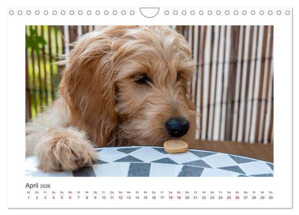 Produktbild: Mini Goldendoodle - Gl&uuml;ck ist ein Hund (Wandkalender 2026 DIN A4 quer), CALVENDO Monatskalender