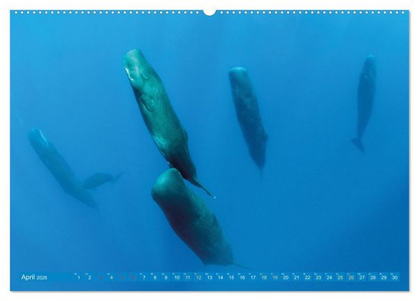 Produktbild: Wale: Giganten der Meere (Wandkalender 2026 DIN A2 quer), CALVENDO Monatskalender