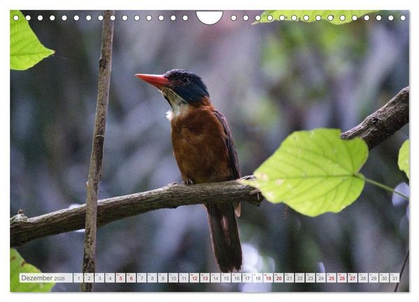 Produktbild: Sulawesi 2026 (Wandkalender 2026 DIN A4 quer), CALVENDO Monatskalender