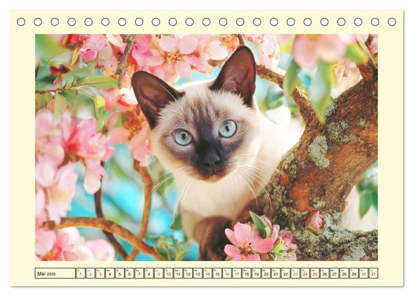 Produktbild: Edle Siamkatzen. Anmut und Charakter im Spiel mit der Natur (Tischkalender 2026 DIN A5 quer), CALVENDO Monatskalender