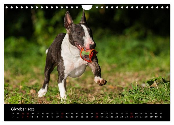 Produktbild: Bullterrier (Wandkalender 2026 DIN A4 quer), CALVENDO Monatskalender