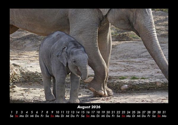 Produktbild: Der Elefantenkalender 2026 Fotokalender DIN A3