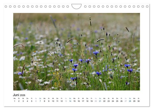Produktbild: Kornblumen - Blaue Sch&ouml;nheiten (Wandkalender 2026 DIN A4 quer), CALVENDO Monatskalender
