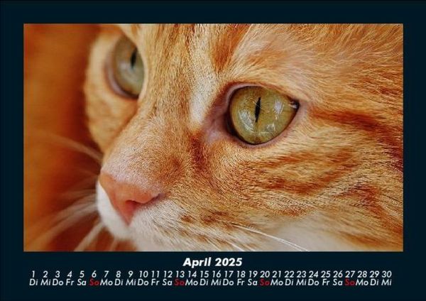 Produktbild: F&uuml;r Katzenfreunde 2025 Fotokalender DIN A5