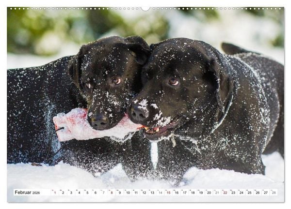 Produktbild: Freund auf 4 Pfoten - Labrador Retriever (Wandkalender 2026 DIN A2 quer), CALVENDO Monatskalender