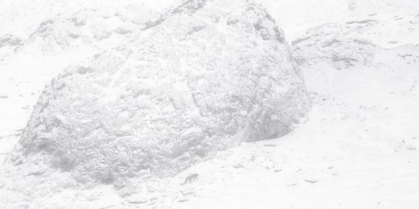 Produktbild: Der Schneeleopard