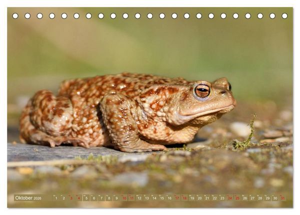 Produktbild: Kr&ouml;ten auf Wanderschaft (Tischkalender 2026 DIN A5 quer), CALVENDO Monatskalender