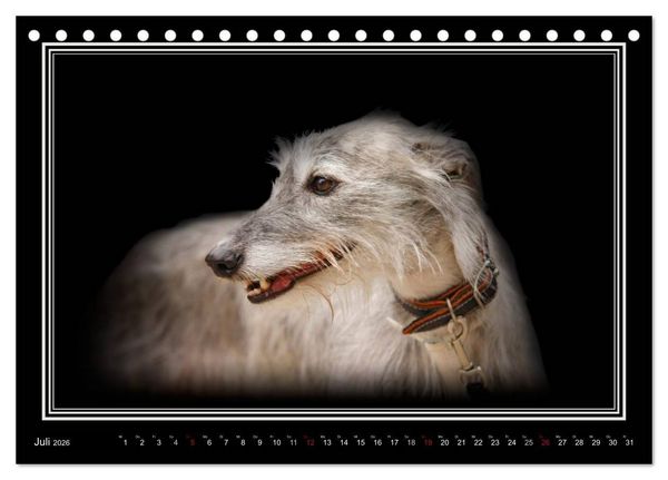 Produktbild: Galgo Espa&ntilde;ol 2026- Der spanische Windhund (Tischkalender 2026 DIN A5 quer), CALVENDO Monatskalender