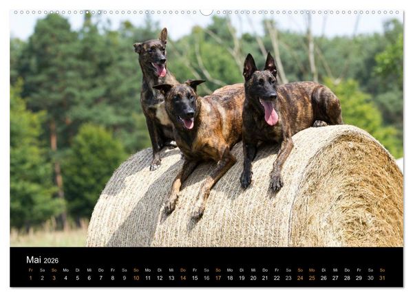 Produktbild: Holl&auml;ndischer Sch&auml;ferhund (Wandkalender 2026 DIN A2 quer), CALVENDO Monatskalender