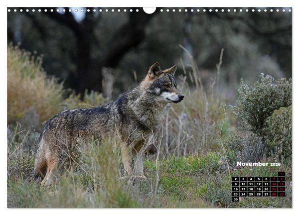 Produktbild: Willkommen Wolf (Wandkalender 2026 DIN A3 quer), CALVENDO Monatskalender