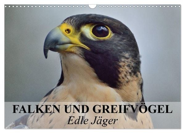 Produktbild: Falken und Greifv&ouml;gel. Edle J&auml;ger (Wandkalender 2026 DIN A3 quer), CALVENDO Monatskalender