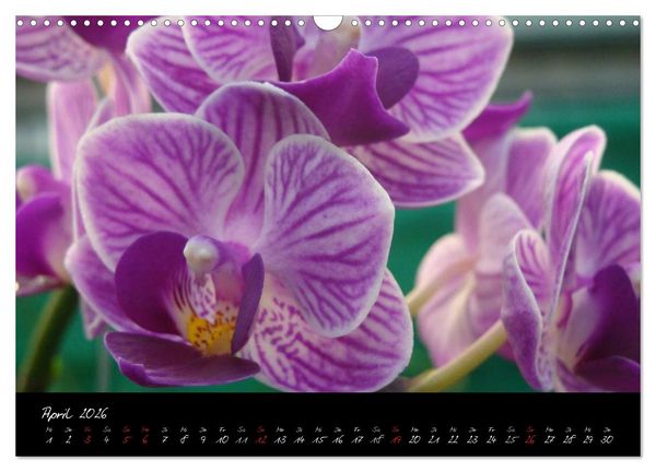 Produktbild: Farbenreiche Orchideen (Wandkalender 2026 DIN A3 quer), CALVENDO Monatskalender