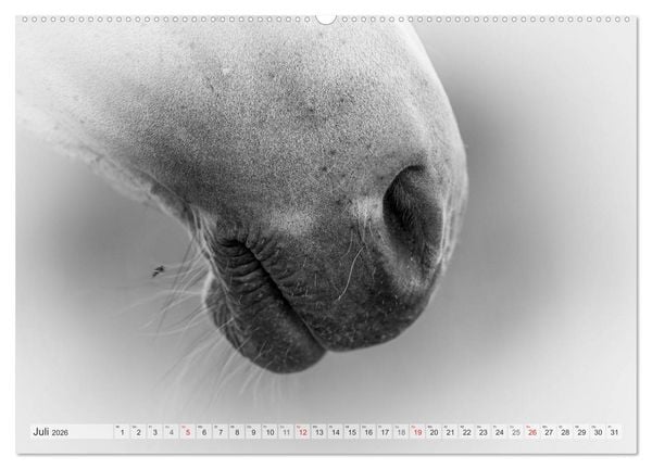 Produktbild: Emotionale Momente: Wei&szlig;e Pferde in schwarzwei&szlig;. (hochwertiger Premium Wandkalender 2026 DIN A2 quer), Kunstdruck in Hochglanz