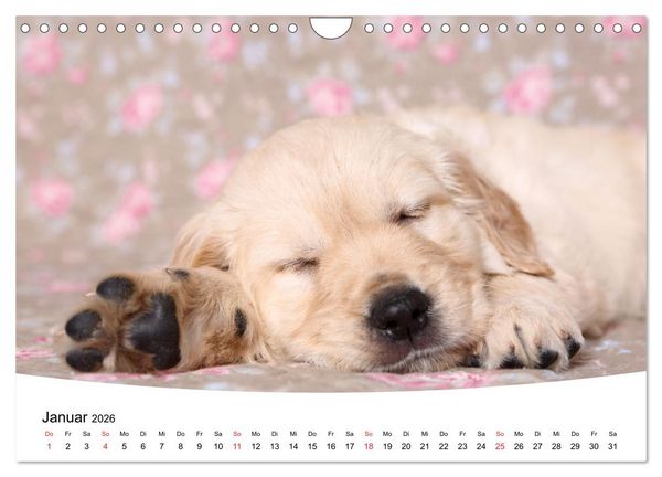 Produktbild: S&uuml;&szlig;e Tr&auml;ume 2026 - schlafende Hundewelpen (Wandkalender 2026 DIN A4 quer), CALVENDO Monatskalender