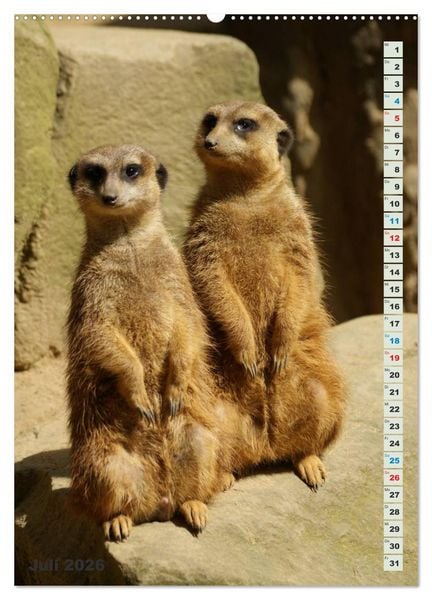 Produktbild: Erdm&auml;nnchen-Meerkats-Surikate (hochwertiger Premium Wandkalender 2026 DIN A2 hoch), Kunstdruck in Hochglanz