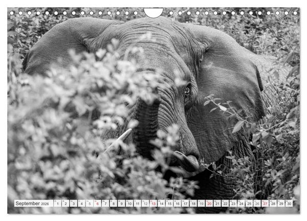 Produktbild: Emotionale Momente: Elefanten in black & white (Wandkalender 2026 DIN A4 quer), CALVENDO Monatskalender