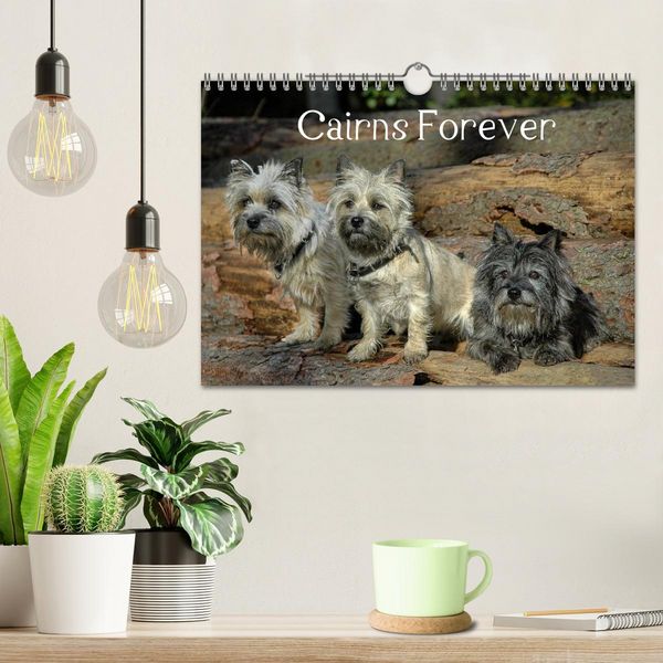 Produktbild: Cairns Forever (Wandkalender 2026 DIN A4 quer), CALVENDO Monatskalender