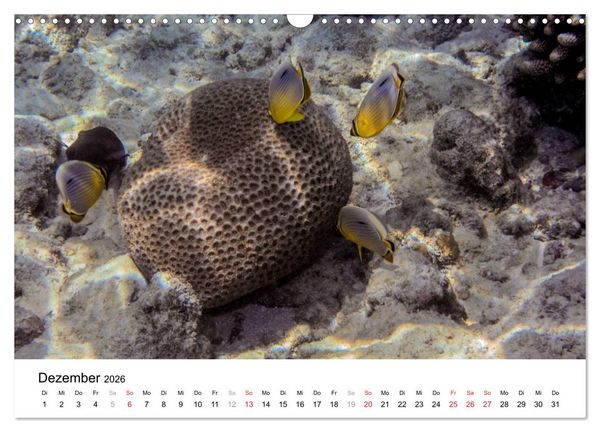 Produktbild: Unterwasserwelt der Malediven III (Wandkalender 2026 DIN A3 quer), CALVENDO Monatskalender