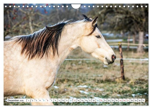 Produktbild: Durch das Jahr mit dem Connemara Pony Holly (Wandkalender 2026 DIN A4 quer), CALVENDO Monatskalender