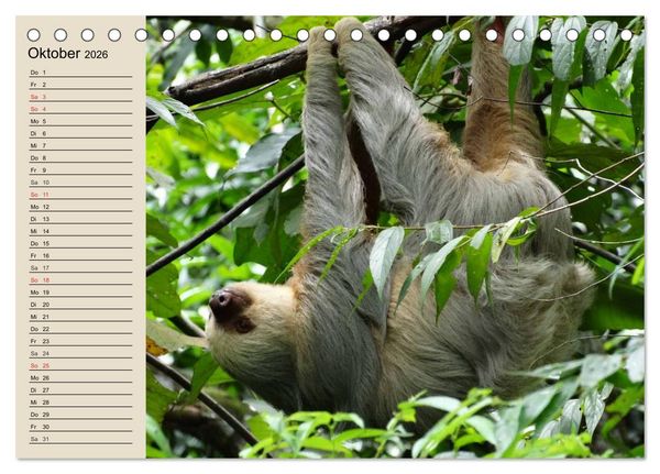 Produktbild: Regenwald. Tiere im Dschungel (Tischkalender 2026 DIN A5 quer), CALVENDO Monatskalender