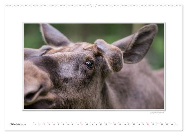 Produktbild: Emotionale Momente: Europ&auml;ischer Elch Part II (Wandkalender 2026 DIN A2 quer), CALVENDO Monatskalender