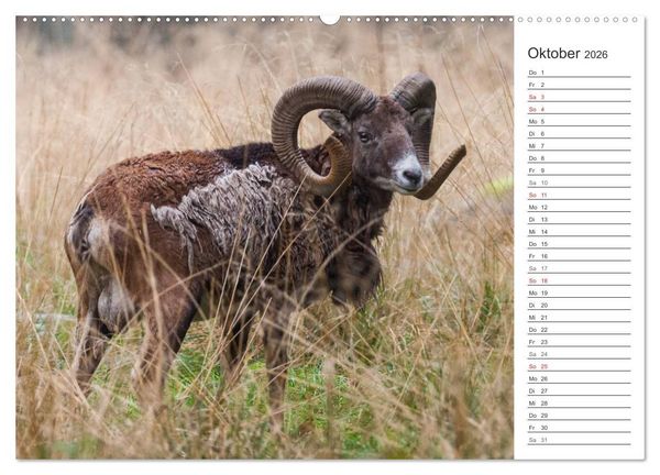 Produktbild: Emotionale Momente: Muffelwild. (hochwertiger Premium Wandkalender 2026 DIN A2 quer), Kunstdruck in Hochglanz