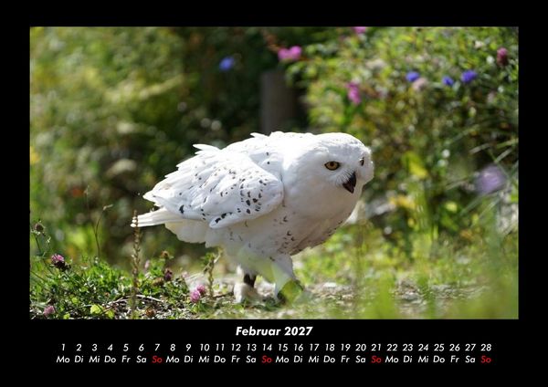 Produktbild: Vogelparadies 2027 Fotokalender DIN A3