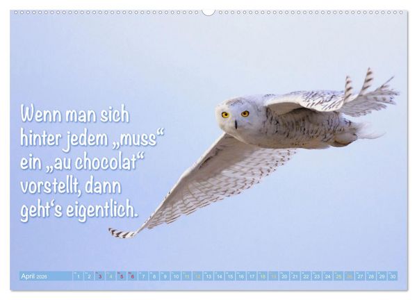 Produktbild: Die Eulen sind los: Edition lustige Tiere (Wandkalender 2026 DIN A2 quer), CALVENDO Monatskalender