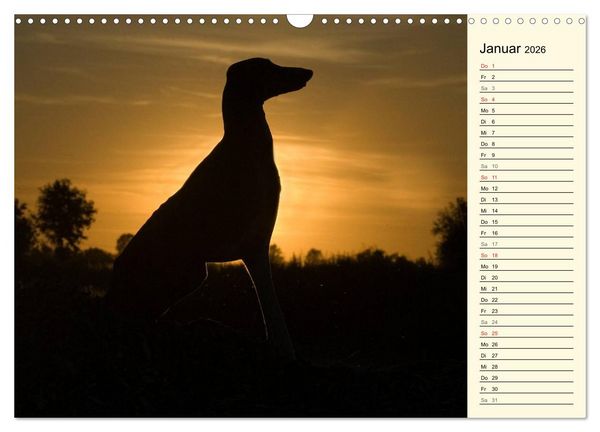 Produktbild: Windhund der W&uuml;ste - Der Azawakh (Wandkalender 2026 DIN A3 quer), CALVENDO Monatskalender