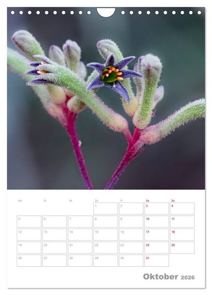 Produktbild: g'day Australien 2026 (Wandkalender 2026 DIN A4 hoch), CALVENDO Monatskalender