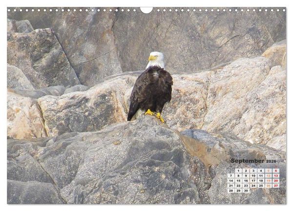 Produktbild: Kanadas charmante Kleintiere - Bezaubernde Einblicke in die Natur (Wandkalender 2026 DIN A3 quer), CALVENDO Monatskalender