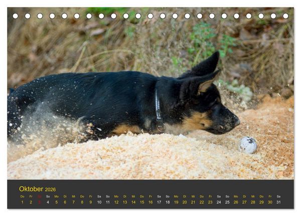 Produktbild: Deutscher Sch&auml;ferhund-Welpe - aus der Ostdeutschen Arbeitslinie (Tischkalender 2026 DIN A5 quer), CALVENDO Monatskalender