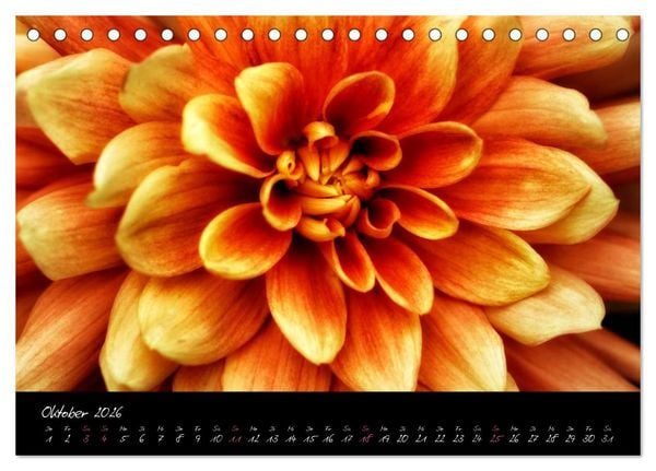 Produktbild: Floral Portraits - Blumen Impression (Tischkalender 2026 DIN A5 quer), CALVENDO Monatskalender