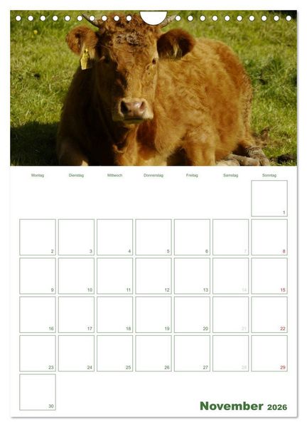 Produktbild: Kuhle K&uuml;he 2026 (Wandkalender 2026 DIN A4 hoch), CALVENDO Monatskalender