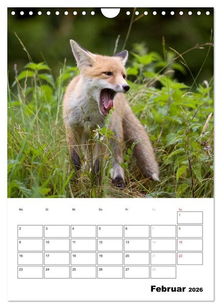 Produktbild: Rotfuchs - Impressionen (Wandkalender 2026 DIN A4 hoch), CALVENDO Monatskalender