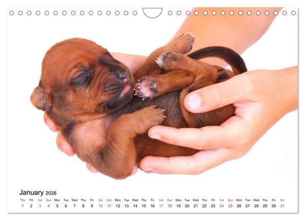 Produktbild: Rhodesian Ridgeback Puppies (Wall Calendar 2026 DIN A4 landscape), CALVENDO 12 Month Wall Calendar